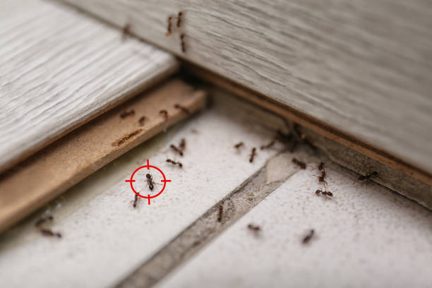 Best Cockroach Control Services  in Harbor Beach, MI